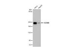 SCRIB Antibody in Western Blot (WB)