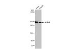 SCRIB Antibody in Western Blot (WB)