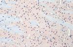 OGT Antibody in Immunohistochemistry (Paraffin) (IHC (P))