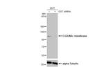 OGT Antibody in Western Blot (WB)