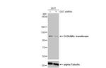 OGT Antibody in Western Blot (WB)