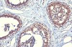 SOD1 Antibody in Immunohistochemistry (Paraffin) (IHC (P))