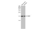 SOD1 Antibody in Western Blot (WB)