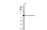 Synaptotagmin 1 Antibody in Western Blot (WB)