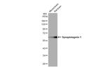 Synaptotagmin 1 Antibody in Western Blot (WB)