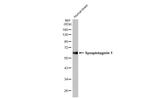 Synaptotagmin 1 Antibody in Western Blot (WB)