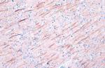 MAP2 Antibody in Immunohistochemistry (Paraffin) (IHC (P))