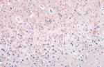 MAP2 Antibody in Immunohistochemistry (Paraffin) (IHC (P))