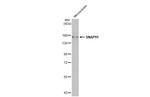 SNAP91 Antibody in Western Blot (WB)