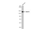 SNAP91 Antibody in Western Blot (WB)