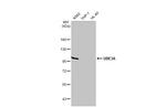 E6AP Antibody in Western Blot (WB)