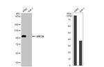 E6AP Antibody in Western Blot (WB)