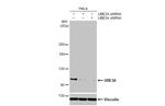 E6AP Antibody in Western Blot (WB)