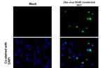 Zika Virus NS4B Antibody in Immunocytochemistry (ICC/IF)