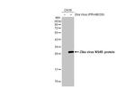 Zika Virus NS4B Antibody in Western Blot (WB)