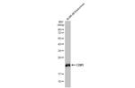 CD81 Antibody in Western Blot (WB)