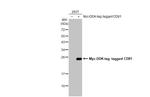 CD81 Antibody in Western Blot (WB)