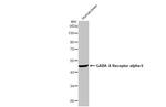 GABRA6 Antibody in Western Blot (WB)