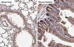 HCK Antibody in Immunohistochemistry (Paraffin) (IHC (P))