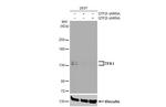 GTF2I Antibody in Western Blot (WB)