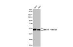 MAT1A/MAT2A Antibody in Western Blot (WB)