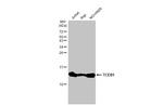 TCEB1 Antibody in Western Blot (WB)