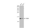 TCEB1 Antibody in Western Blot (WB)