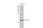 TCEB1 Antibody in Western Blot (WB)