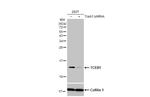 TCEB1 Antibody in Western Blot (WB)