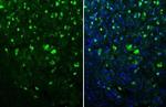 NeuN Antibody in Immunohistochemistry (Frozen) (IHC (F))