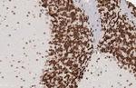 NeuN Antibody in Immunohistochemistry (Paraffin) (IHC (P))