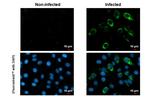 Zika Virus Envelope Antibody in Immunocytochemistry (ICC/IF)