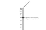 Zika Virus Envelope Antibody in Western Blot (WB)