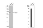 TAL1 Antibody in Western Blot (WB)