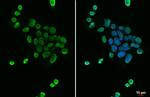 hnRNP A2B1 Antibody in Immunocytochemistry (ICC/IF)