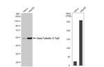 Beta III Tubulin Antibody in Western Blot (WB)