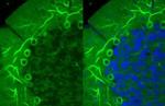 Beta III Tubulin Antibody in Immunohistochemistry (Paraffin) (IHC (P))