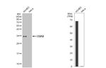 OX40L Antibody in Western Blot (WB)