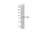 TAB2 Antibody in Western Blot (WB)