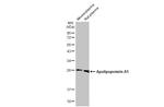 ApoA1 Antibody in Western Blot (WB)