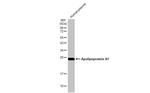 ApoA1 Antibody in Western Blot (WB)