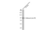 Influenza A PB1 Antibody in Western Blot (WB)