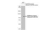 Influenza A PB1 Antibody in Western Blot (WB)