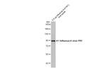 Influenza A PB1 Antibody in Western Blot (WB)