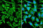 MUC2 Antibody in Immunocytochemistry (ICC/IF)