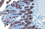 MUC2 Antibody in Immunohistochemistry (Paraffin) (IHC (P))