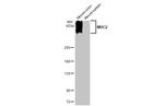 MUC2 Antibody in Western Blot (WB)