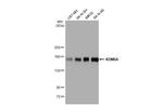 KDM6A Antibody in Western Blot (WB)