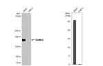 KDM6A Antibody in Western Blot (WB)