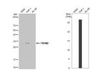 TREM2 Antibody in Western Blot (WB)